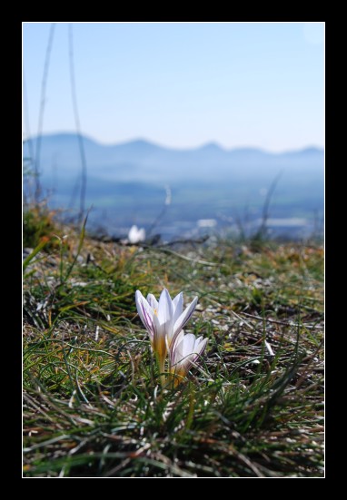 Crocus biflorus / Zafferano selvatico