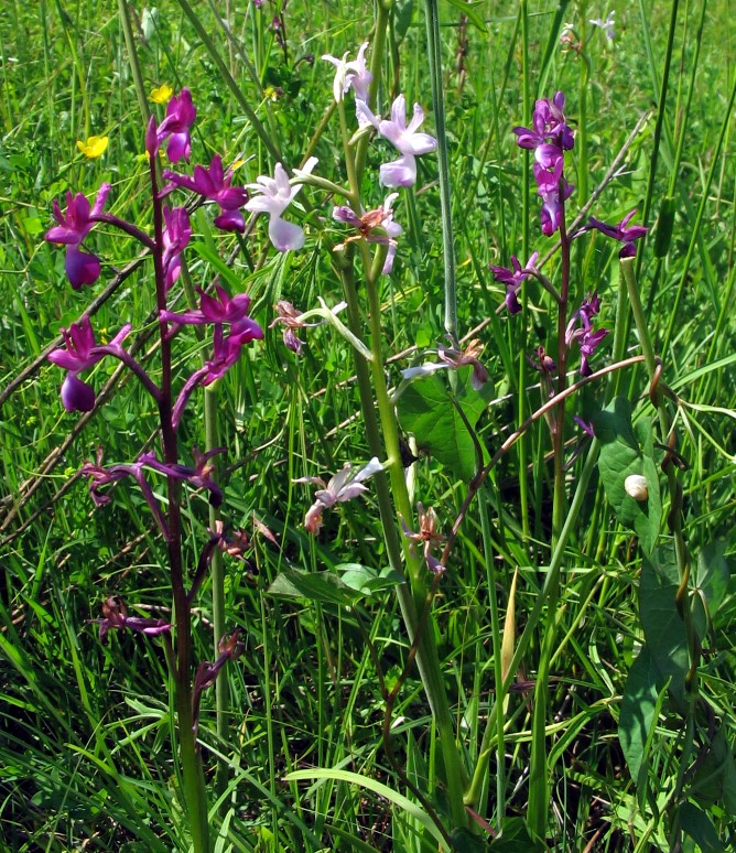 apocromia di O. laxiflora