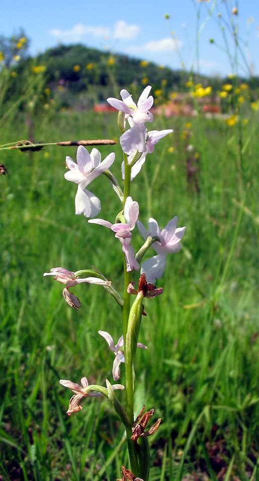 apocromia di O. laxiflora