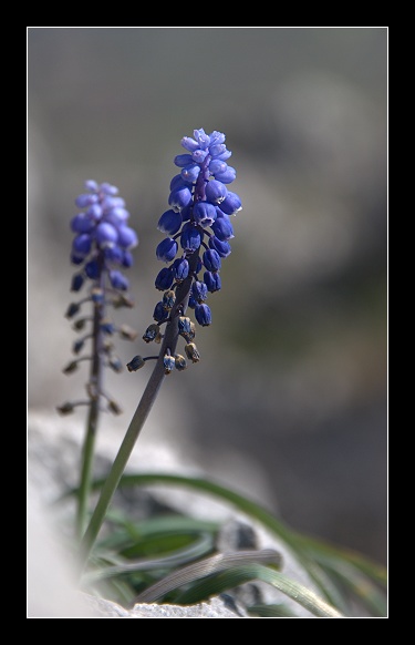 Erythronium dens-canis - Muscari botryoides subsp. longifolium - Scilla bifolia