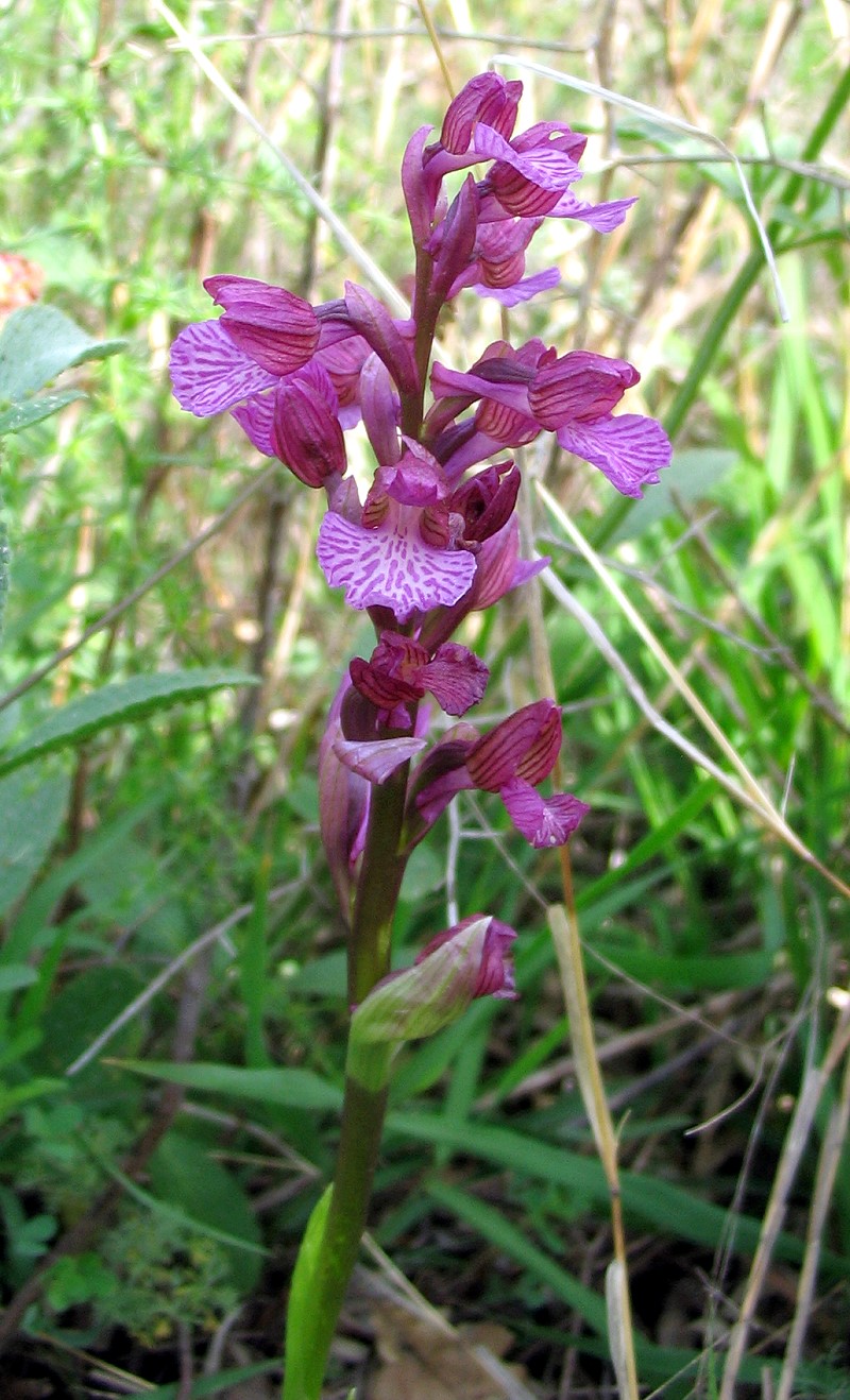 Ibrido: Orchis morio x O. papilionacea( Orchis x gennarii)