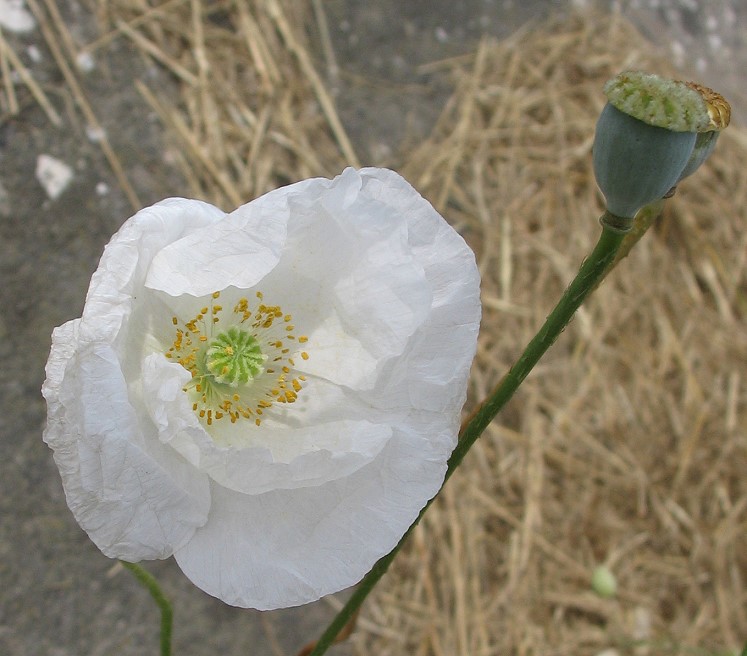 Papaver rhoeas / Papavero comune (apocromia)