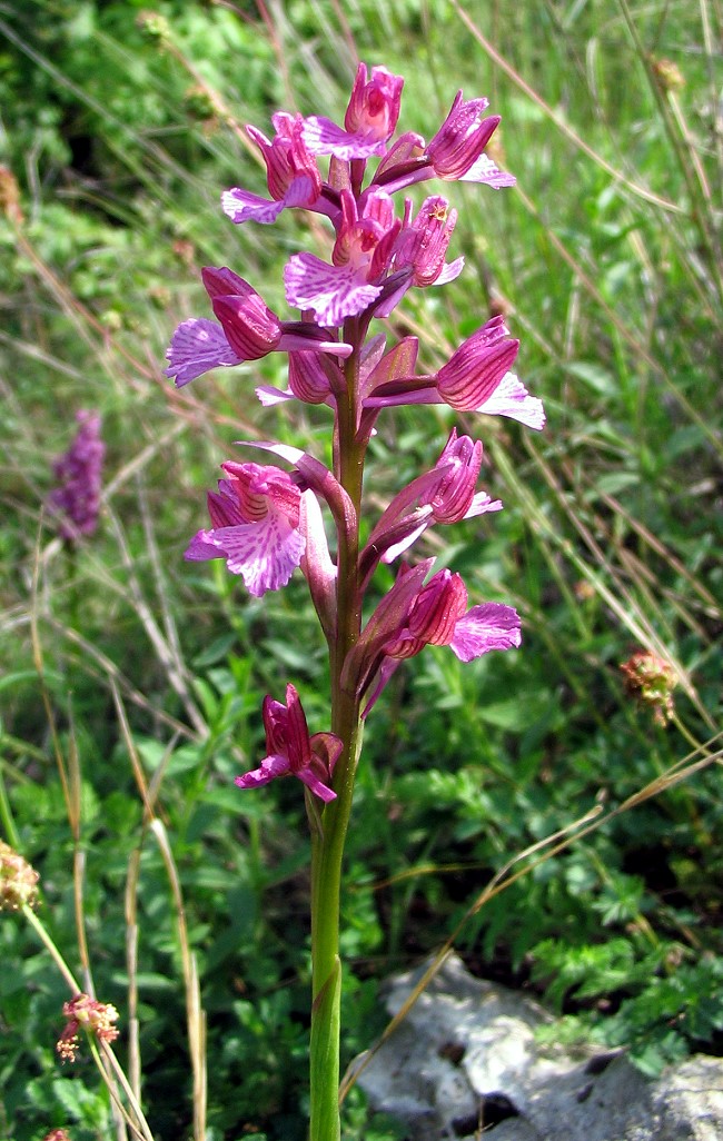 Ibrido: Orchis morio x O. papilionacea( Orchis x gennarii)