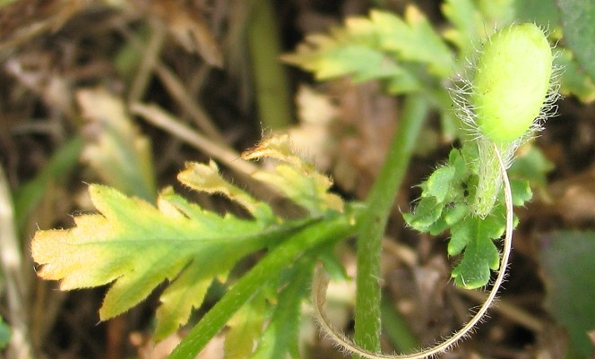 Papaver rhoeas / Papavero comune (apocromia)