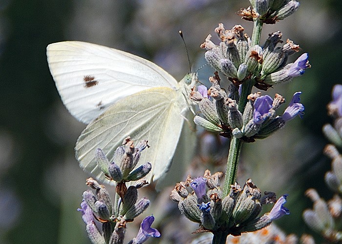 Pieris rapae