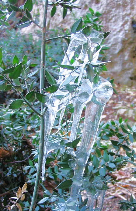Ruscus aculeatus ... con ghiaccioli