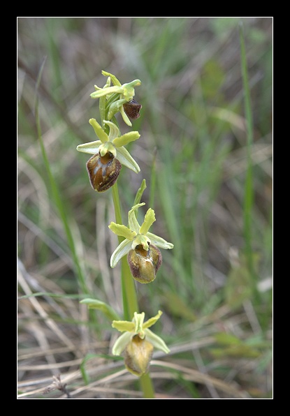 Ophrys sphegodes?