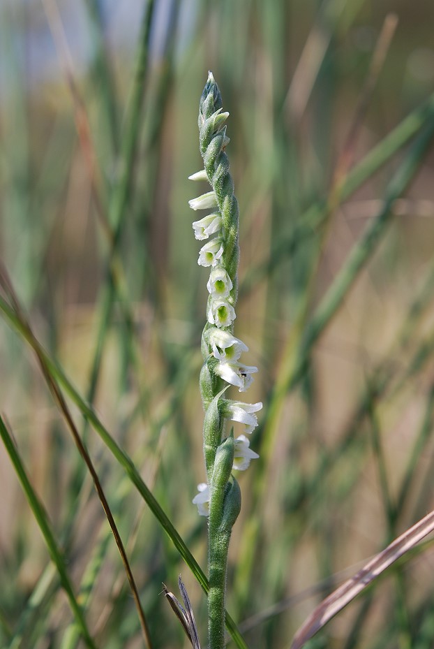 Spiranthes spiralis, l''ultima orchidea della stagione