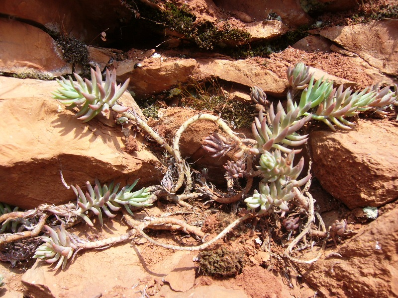 su roccia - Sedum sp.
