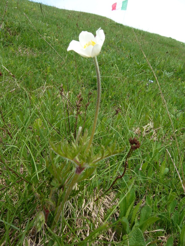 Pulsatilla alpina s.l.