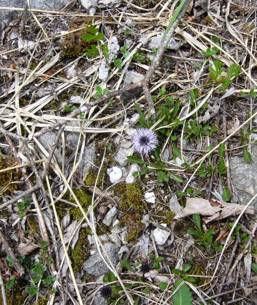 Globularia cordifolia