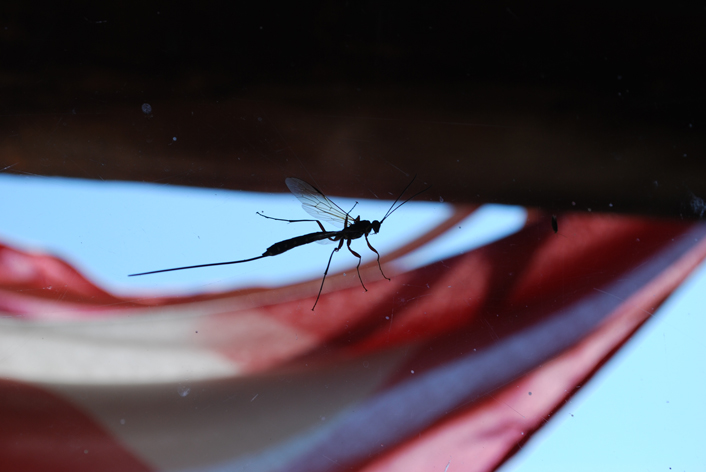 ephemeroptera? No, Ichneumonidae (foto in controluce)