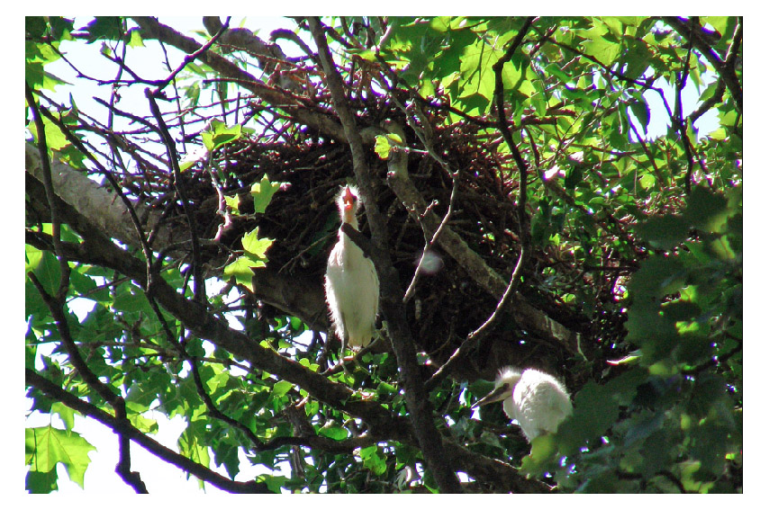 Ardea cinerea e Egretta garzetta