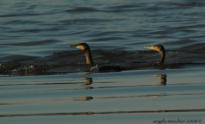Cormorani