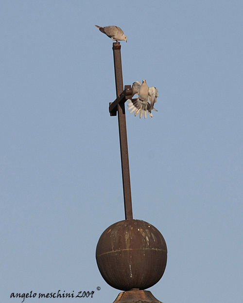 Avifauna humor