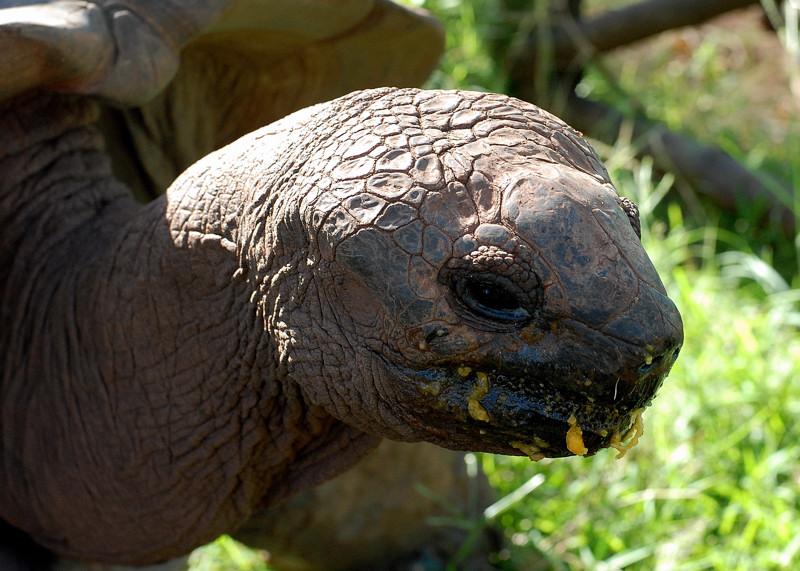 Seychelles e Tartarughe giganti