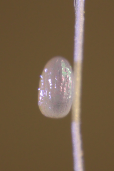 Microfarfalla dorata - Tinea pellionella