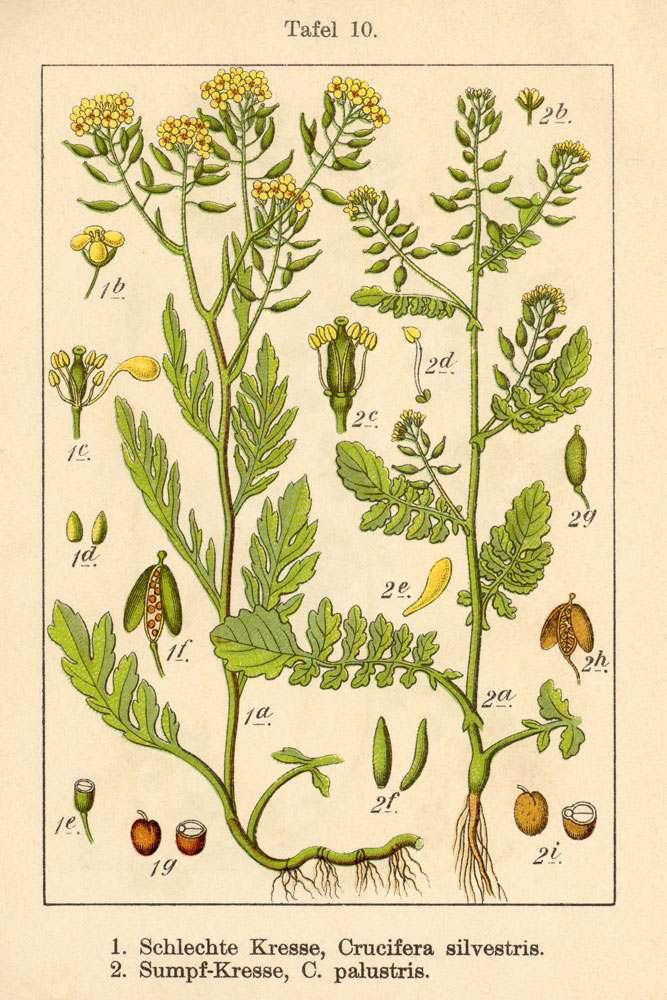 Un''altra stampa - Crucifera silvestris e C. palustris