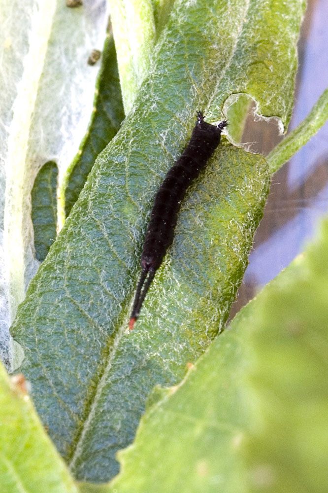 Cerura vinula