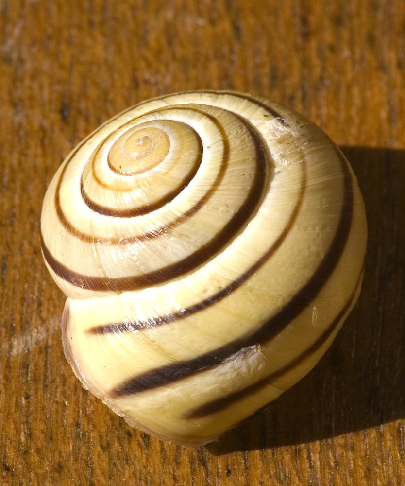 Cepaea?