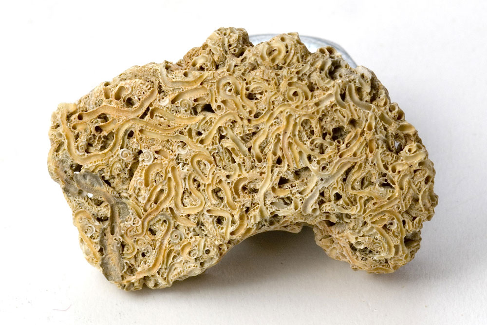 E'' un fossile?