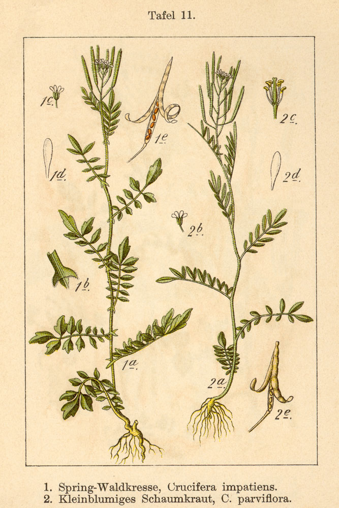 Stampa antica: Cardamine impatiens e Cardamine parviflora