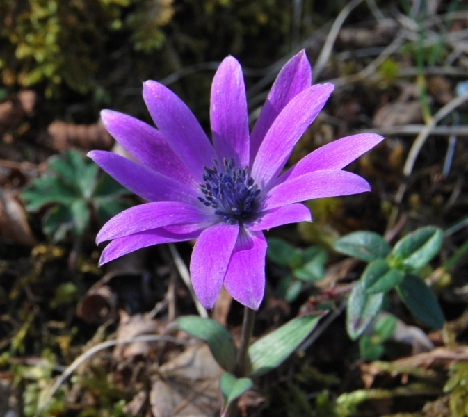 Anemone hortensis / Anemone fior di stella