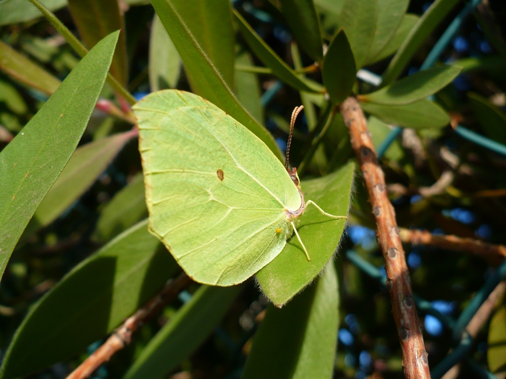 Farfalla verde
