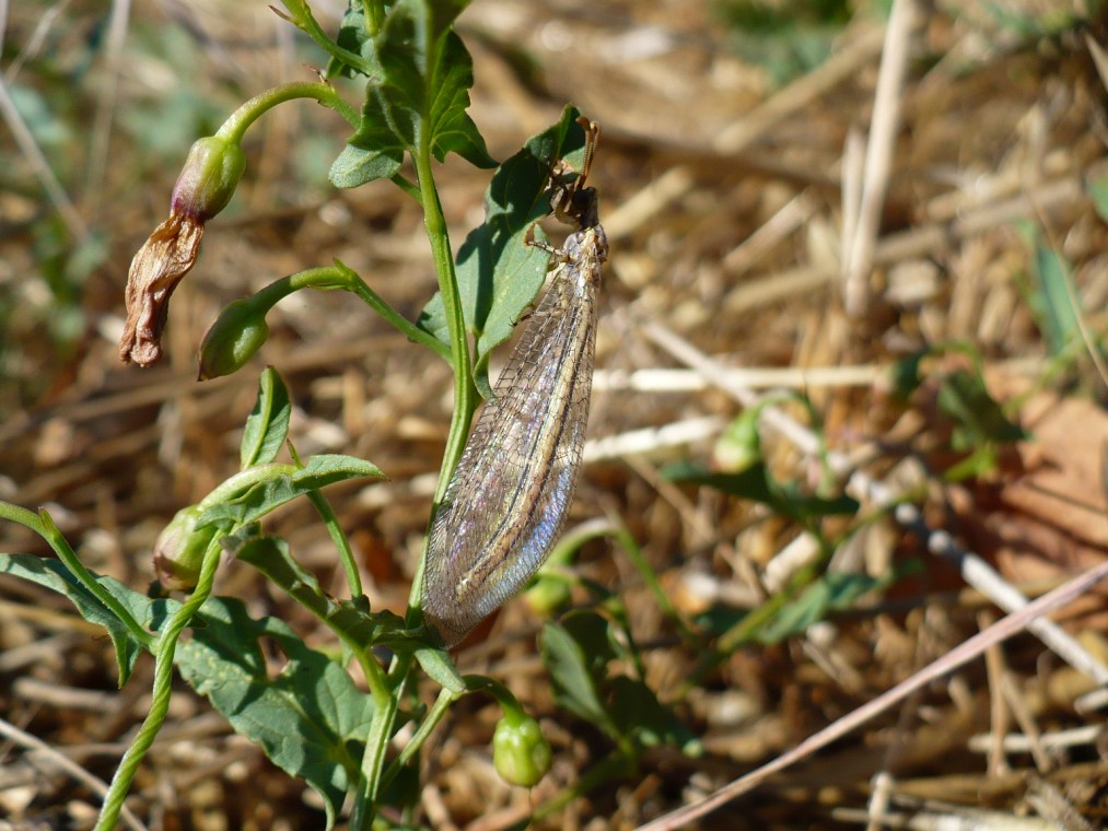 Nuovo ordine?? Macronemurus appendiculatus