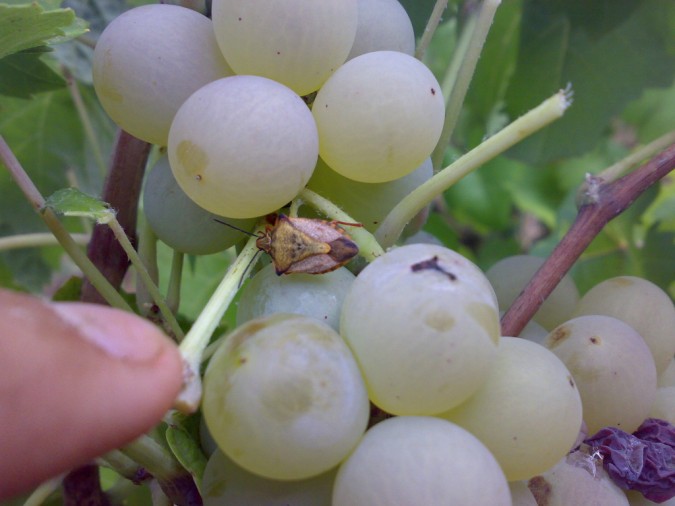 Pentatomidae: Carpocoris sardo in vendemmia