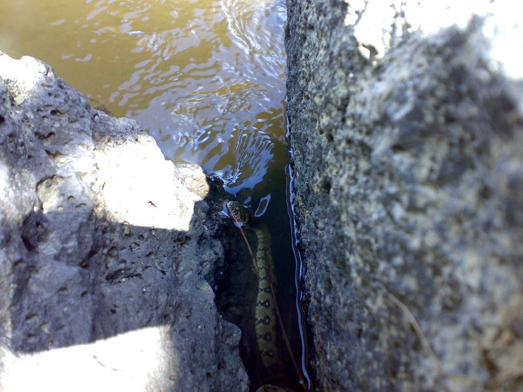 che serpente ??