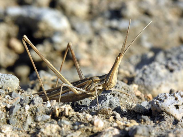 Acrida sp.