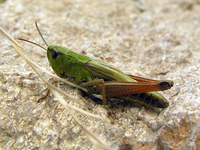 le mie foto di cavallette