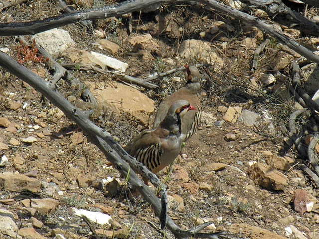 Alectoris chukar / Coturnice orientale