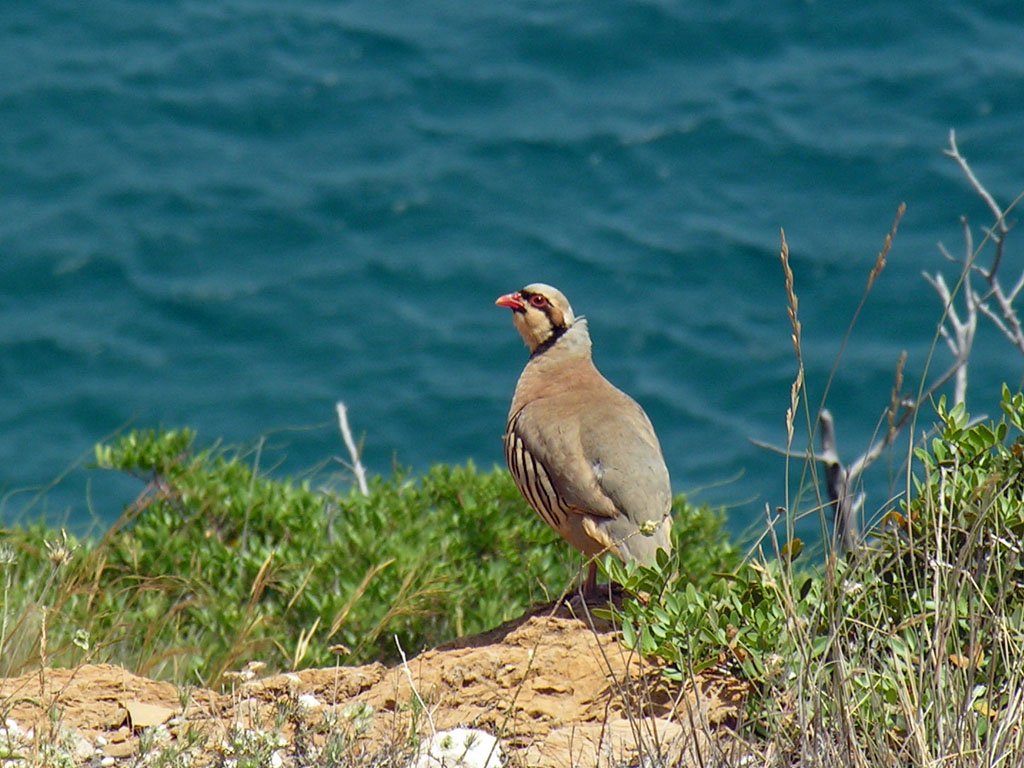 Alectoris chukar / Coturnice orientale