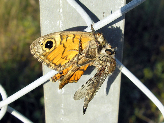 Asilidae con preda
