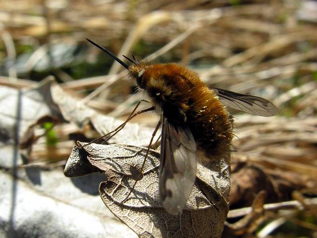 Bombylius major (Bombyliiae)