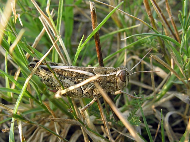 le mie foto di cavallette