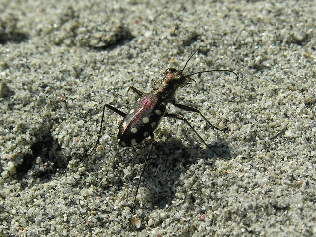 Coleotteri dal Peloponneso!