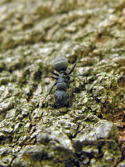 Formiche elleniche, tra cui Cataglyphis sp.