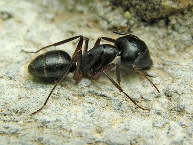 Formiche elleniche, tra cui Cataglyphis sp.