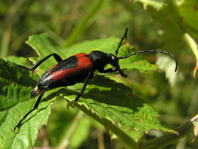 Coleotteri dal Peloponneso!