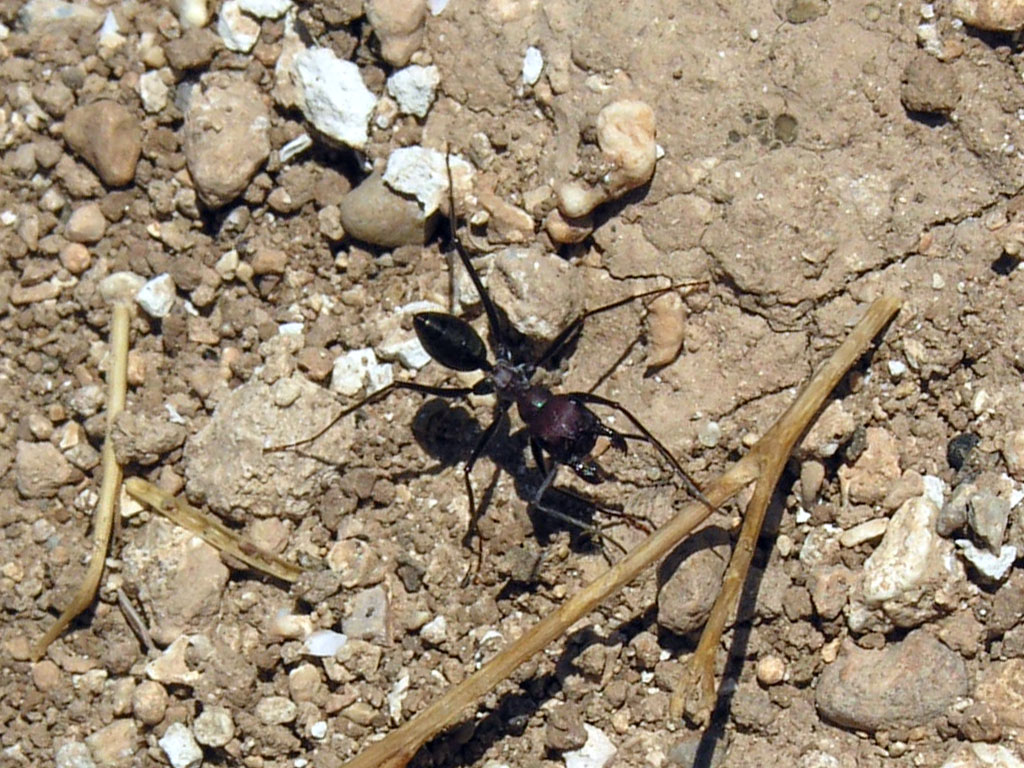Cataglyphis