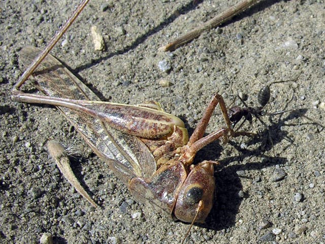 Formiche elleniche, tra cui Cataglyphis sp.