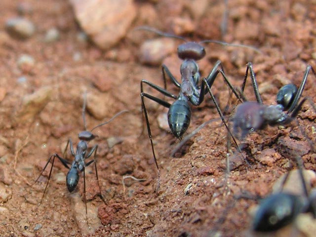 Formiche elleniche, tra cui Cataglyphis sp.