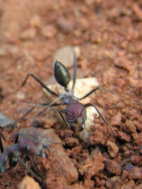 Formiche elleniche, tra cui Cataglyphis sp.