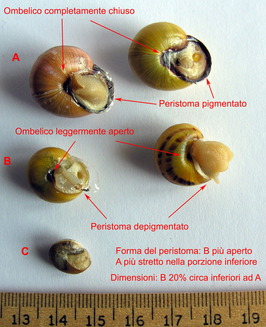 Cepaea