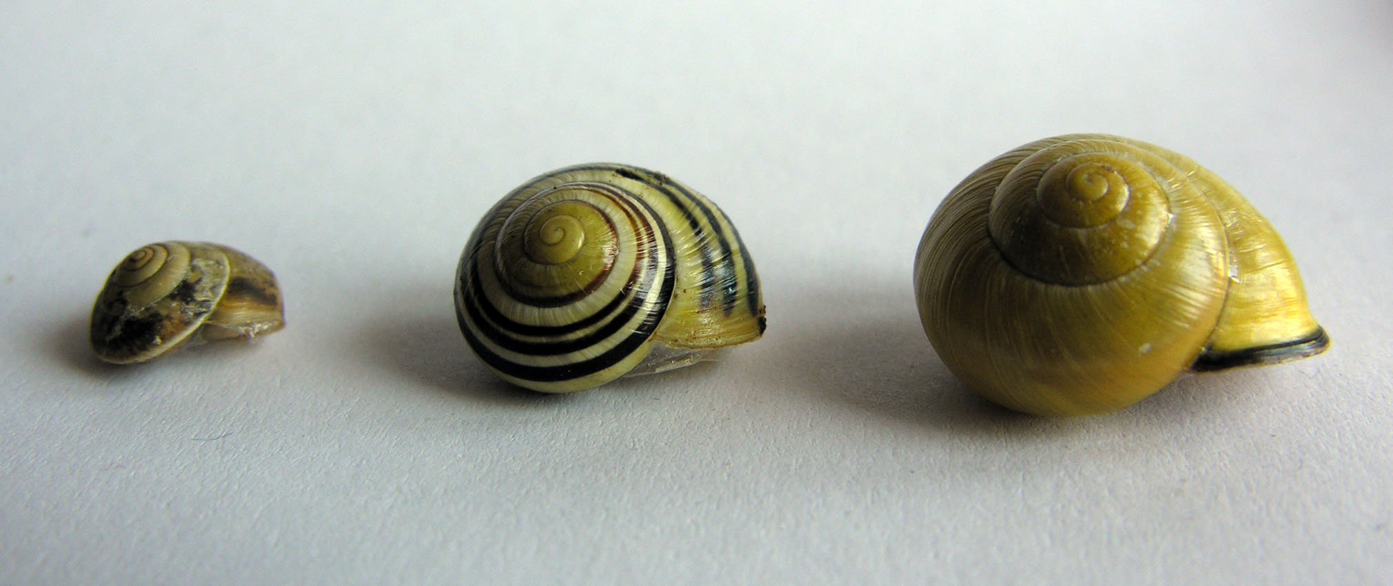 Cepaea