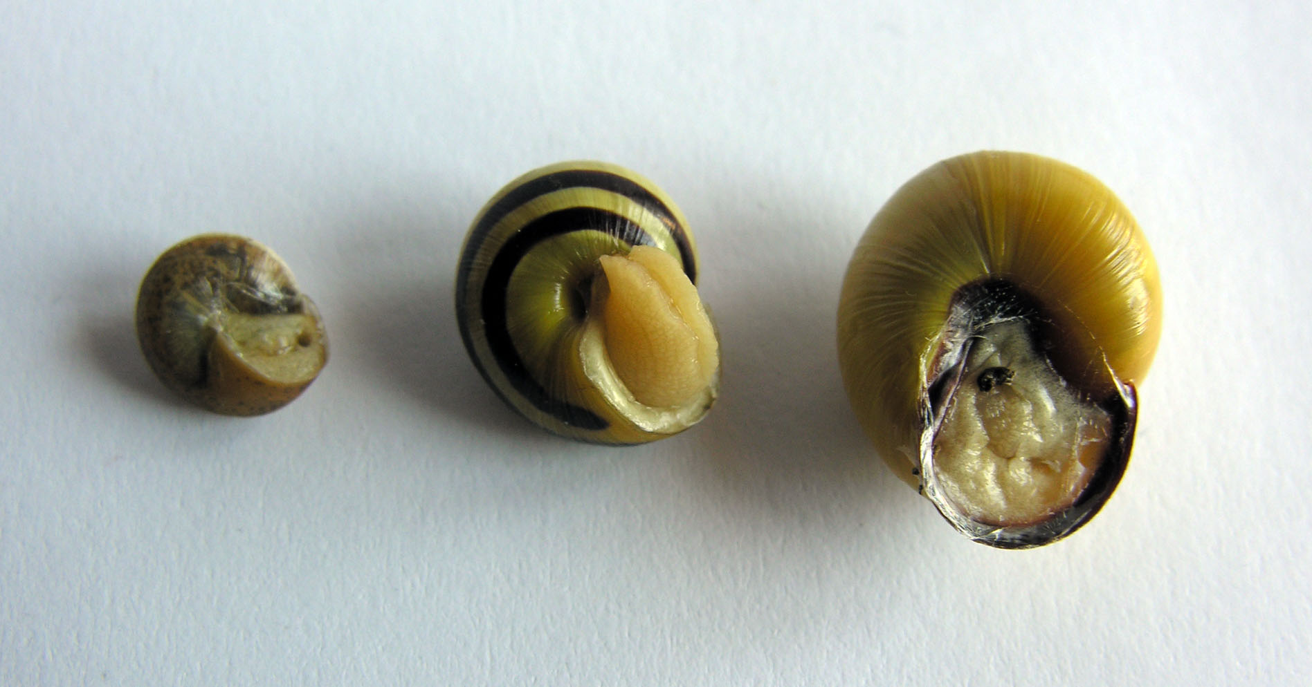 Cepaea