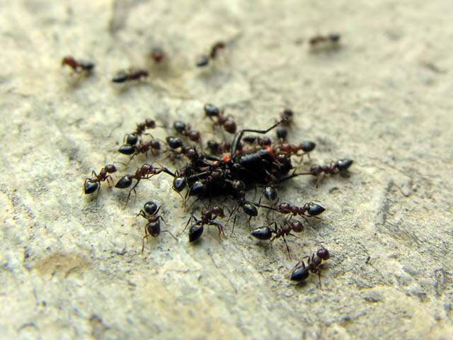 Formiche elleniche, tra cui Cataglyphis sp.